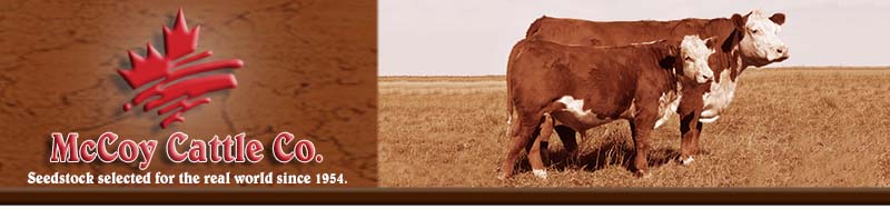 cow calf picture
